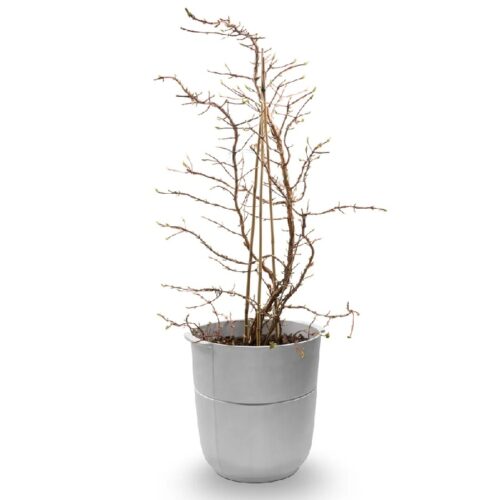 Plantenbak Linea no 1 Korbo