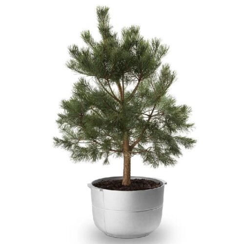 Plantenbak Linea no 2 Korbo